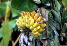Урожай бананов